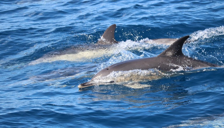 Two dolphins swimming in blue ocean waters.