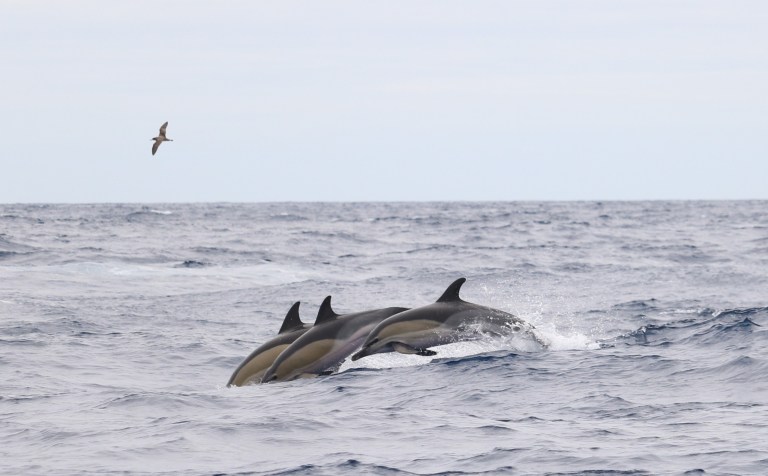 Group of dolphins leaping through ocean waves under a cloudy sky with a bird flying above.