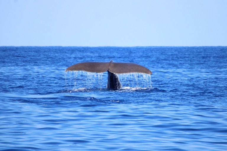 Whale tail emerging from ocean water under clear sky.