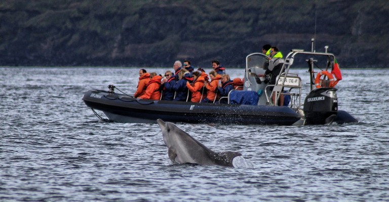 Boat with people watching a dolphin leaping in the water.
