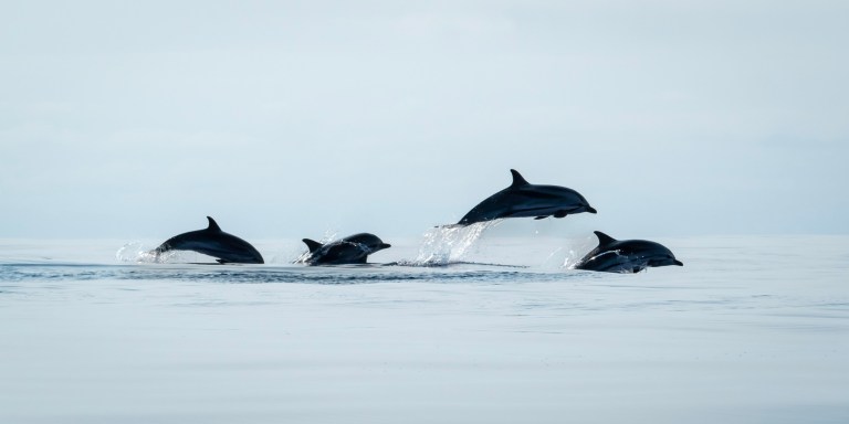 Four dolphins leaping out of calm ocean water against a clear sky.