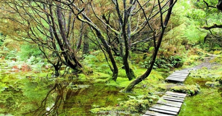 Lush forest with moss-covered trees and a wooden boardwalk over a calm stream.
