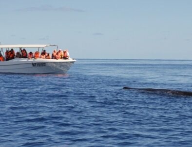 Boat with passengers near a whale in the ocean.