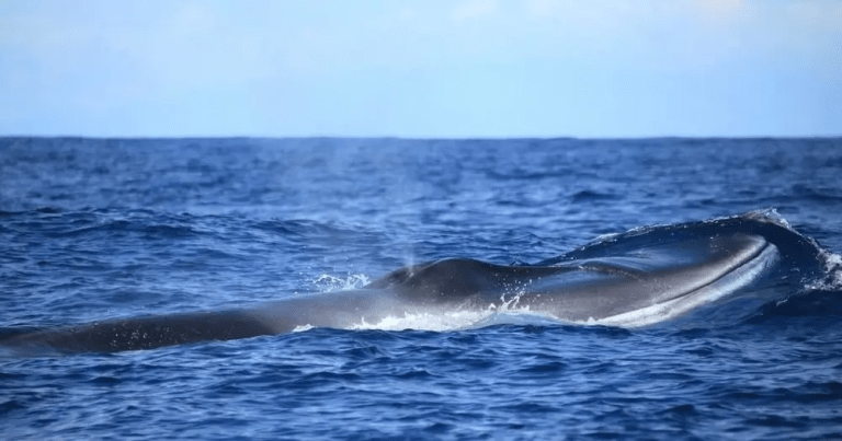 A whale surfacing in calm ocean waters under a clear sky.