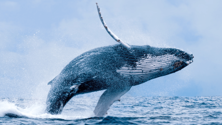 Humpback whale breaching above ocean with splash