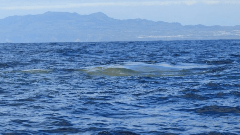 Humpback whale breaching above ocean with splash