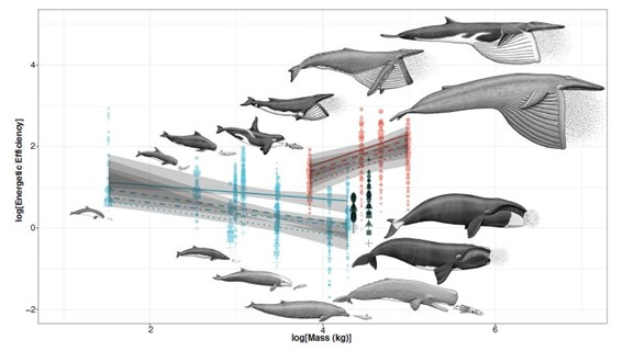 Scatter plot with whale images showing mass vs. energetic efficiency.