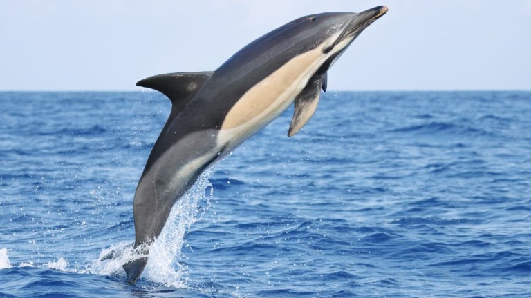 Dolphin leaping out of the ocean with a splash.