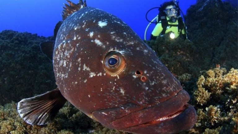 Close-up of a large fish with diver in background underwater.