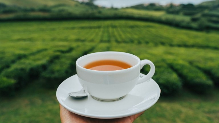 Hand holding a cup of tea in a white saucer, overlooking a lush green field.