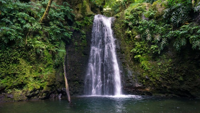 Waterfall in lush green forest with surrounding moss and ferns.