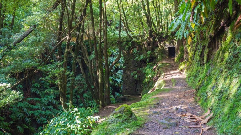 Forest path surrounded by lush green trees and moss.