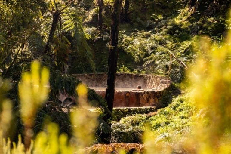 Stone structure surrounded by lush greenery and ferns in a forest.