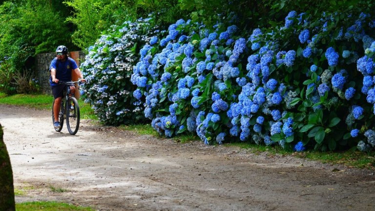Person cycling on a path beside a dense row of blue hydrangea flowers.