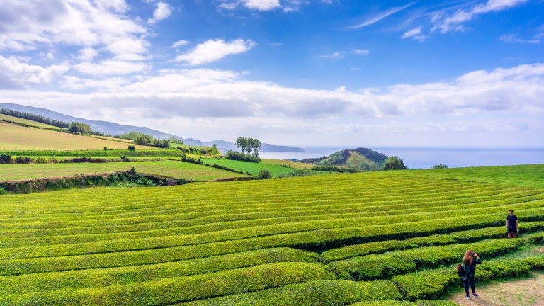 Expansive tea plantation with green fields, hills, and ocean in the distance under a cloudy sky.