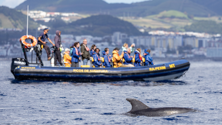 People on a boat watching a dolphin in the ocean with a coastal city in the background.