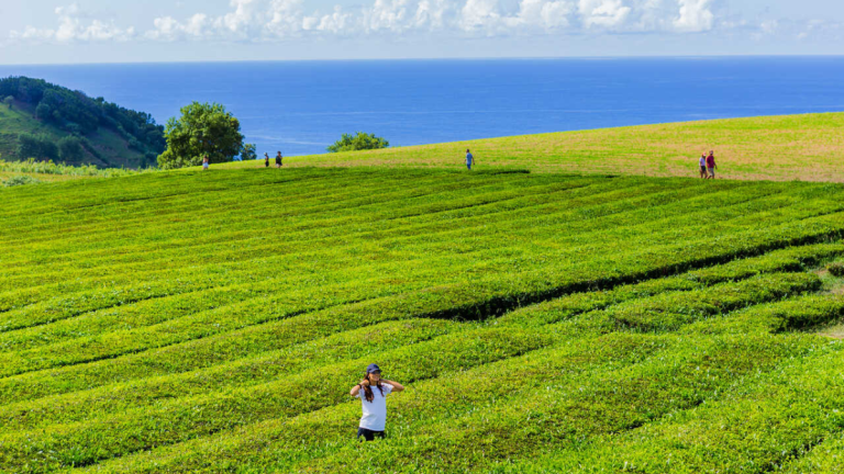 People walking through lush green fields near a cliff with a view of the ocean in the background.