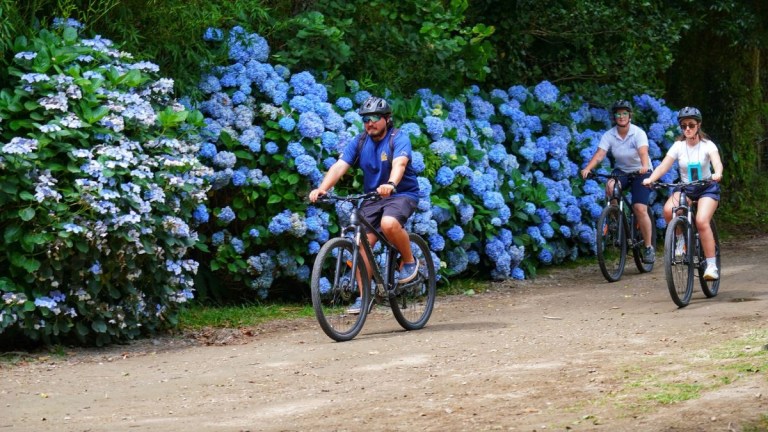 Three people biking on a path beside vibrant blue hydrangeas.