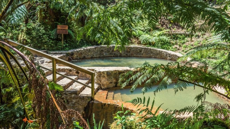 Stone steps lead to a small, round pond surrounded by ferns and lush greenery.