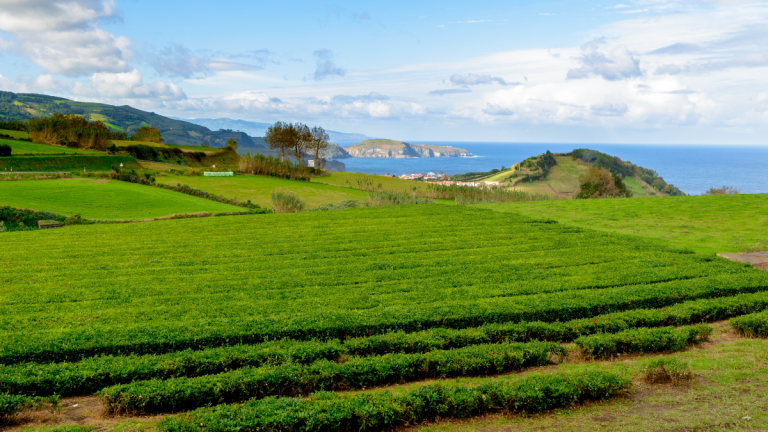 Scenic landscape of green fields overlooking a coastal view with hills and ocean under a partly cloudy sky.