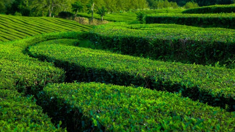 Lush green tea plantation with neatly arranged rows of tea bushes.