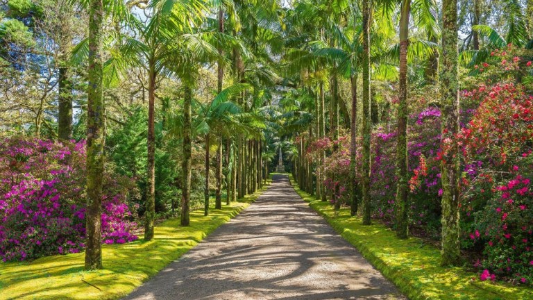 Pathway lined with palm trees and colorful flowering shrubs on both sides.