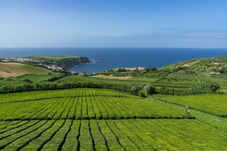 Lush green fields meeting a clear blue ocean under a bright sky.