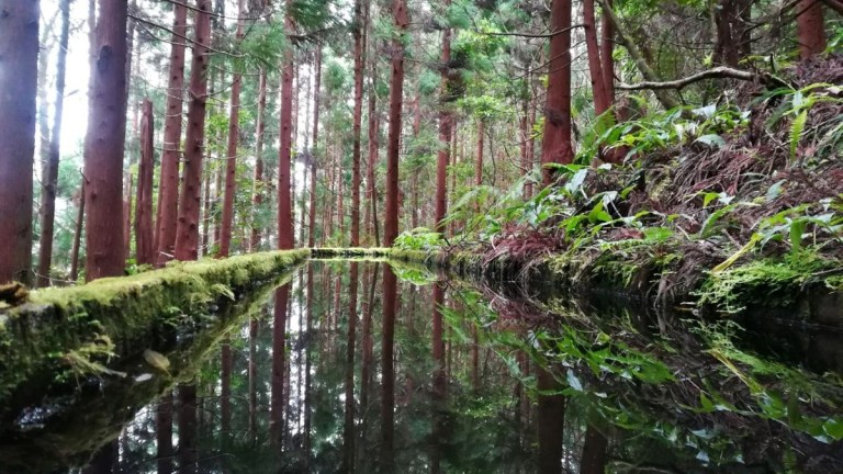 Narrow forest water channel with mossy edges surrounded by tall trees.