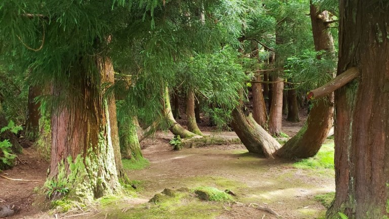 Forest with large, green trees and moss-covered ground.
