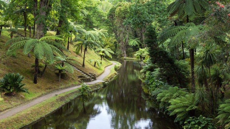 Lush garden with a pond and winding path lined with ferns and trees.