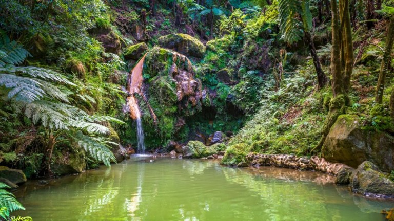 Lush green forest with a small waterfall flowing into a tranquil pond.