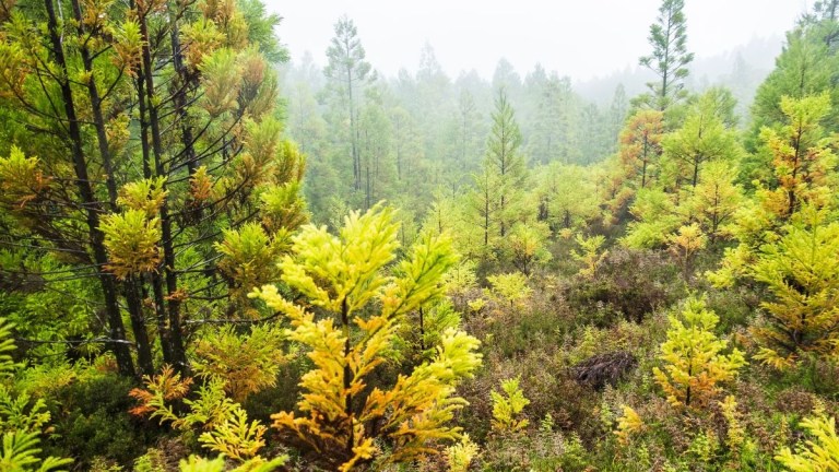 Dense forest with green and yellow foliage under a misty sky.