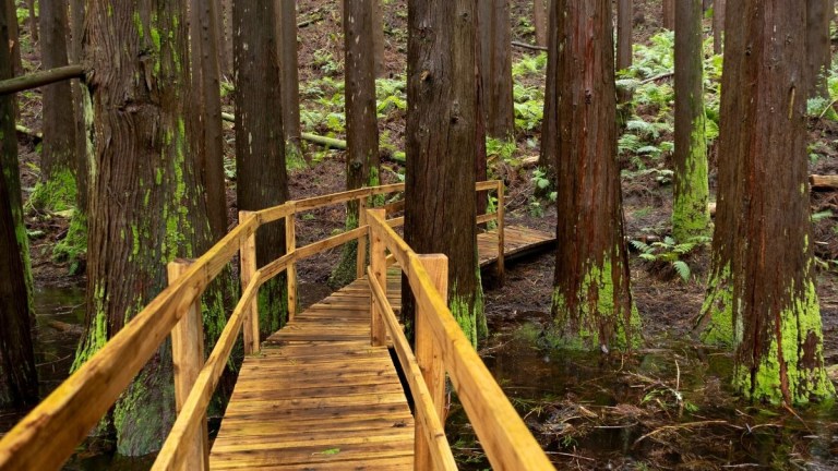 Wooden path through a forest of tall, mossy trees.