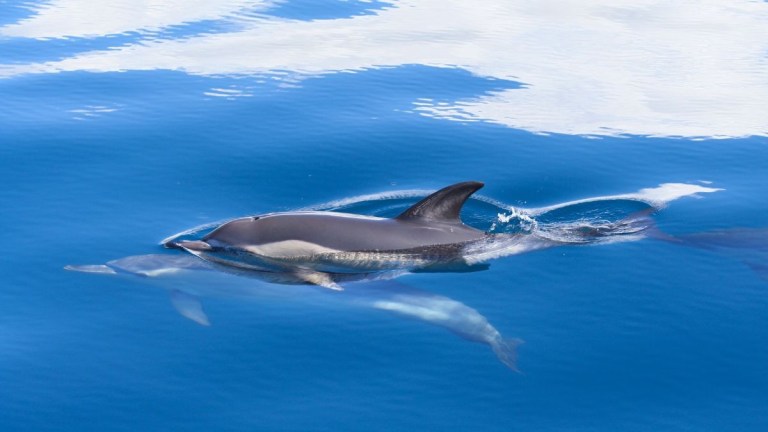 Two dolphins swimming in clear blue water.