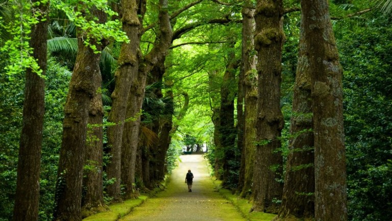 A person walks down a tree-lined path surrounded by lush greenery.