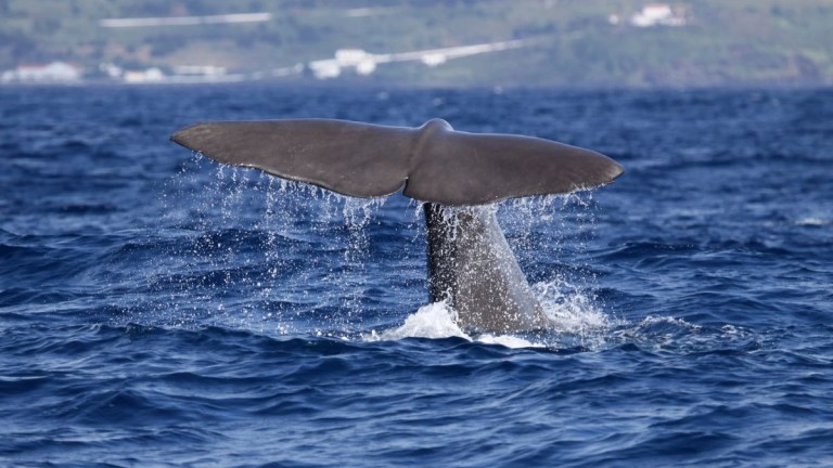 A whale's tail emerges from the ocean against a coastal backdrop.