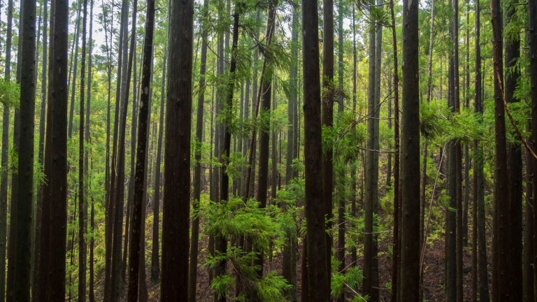 Dense forest with tall, slender trees and green foliage.