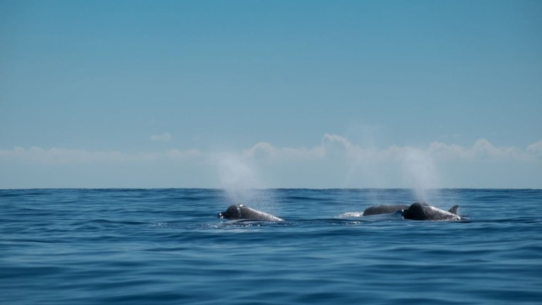 Two whales spouting water in the ocean under a clear blue sky.