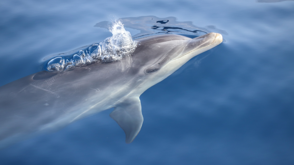 Dolphin swimming just below the water surface, with a small splash.