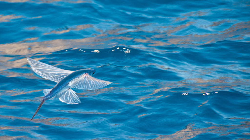 Flying fish gliding above the ocean's blue waves.