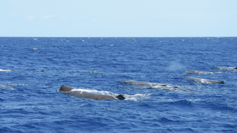 Several whales swimming at the ocean surface under a clear sky.
