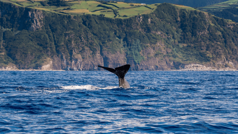 Whale tail emerging from the ocean near a rocky coastline.