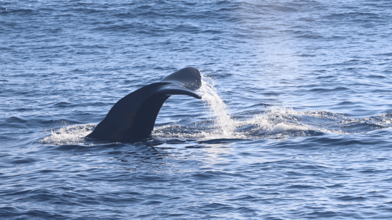 Humpback whale breaching above ocean with splash