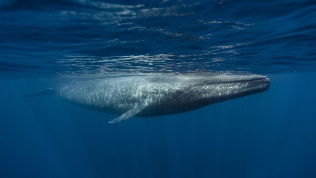 A blue whale underwater, swimming near the ocean surface.