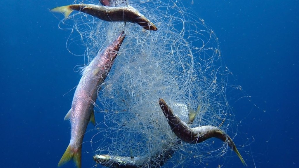 Fish trapped in tangled fishing net underwater.