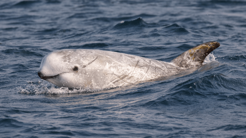 Risso's dolphin with a scarred body swimming in the ocean.