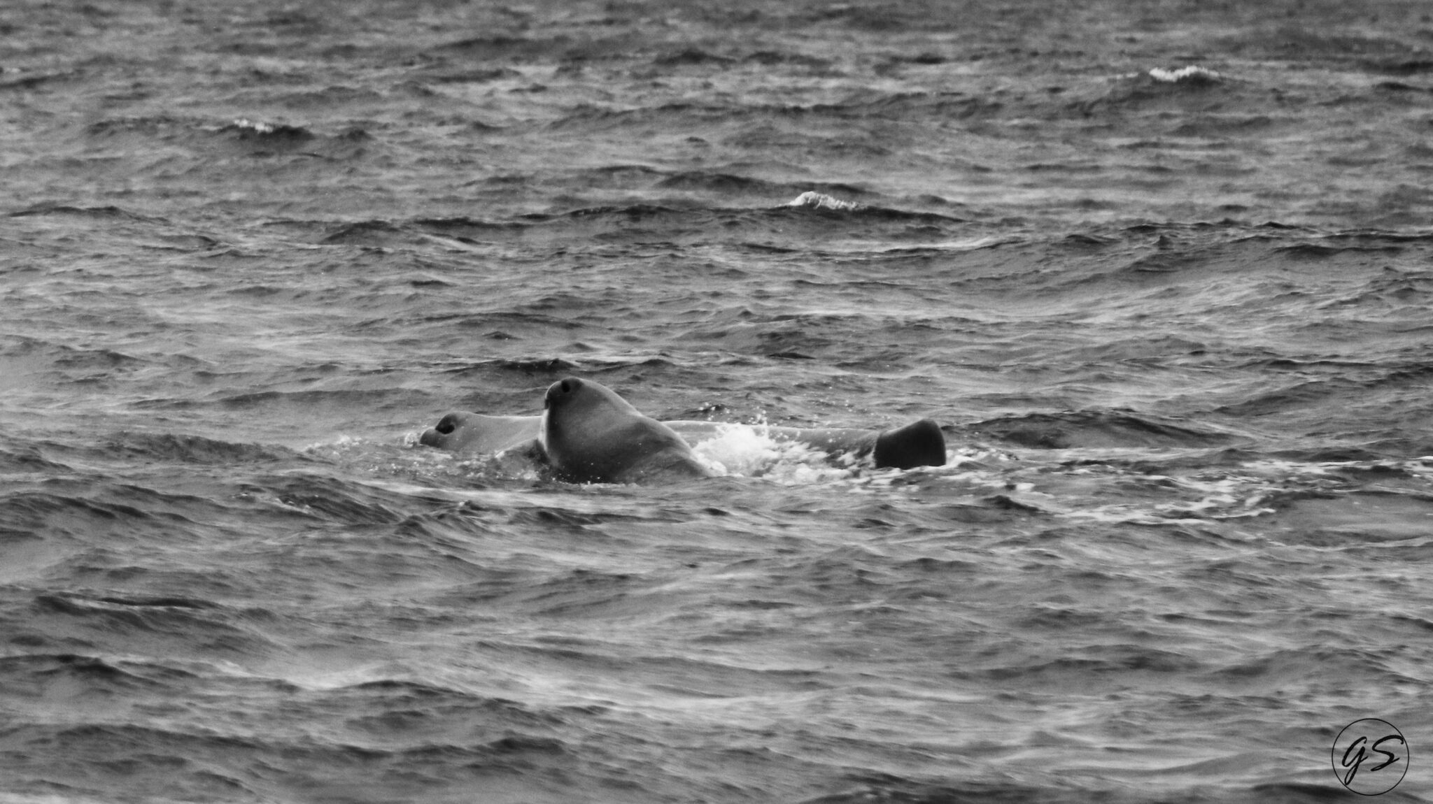Black and white image of a whale surfacing in the ocean.