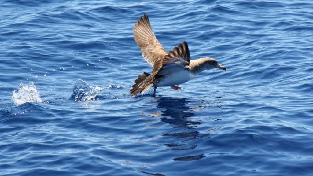 Bird skimming over blue ocean waves with wings outstretched.