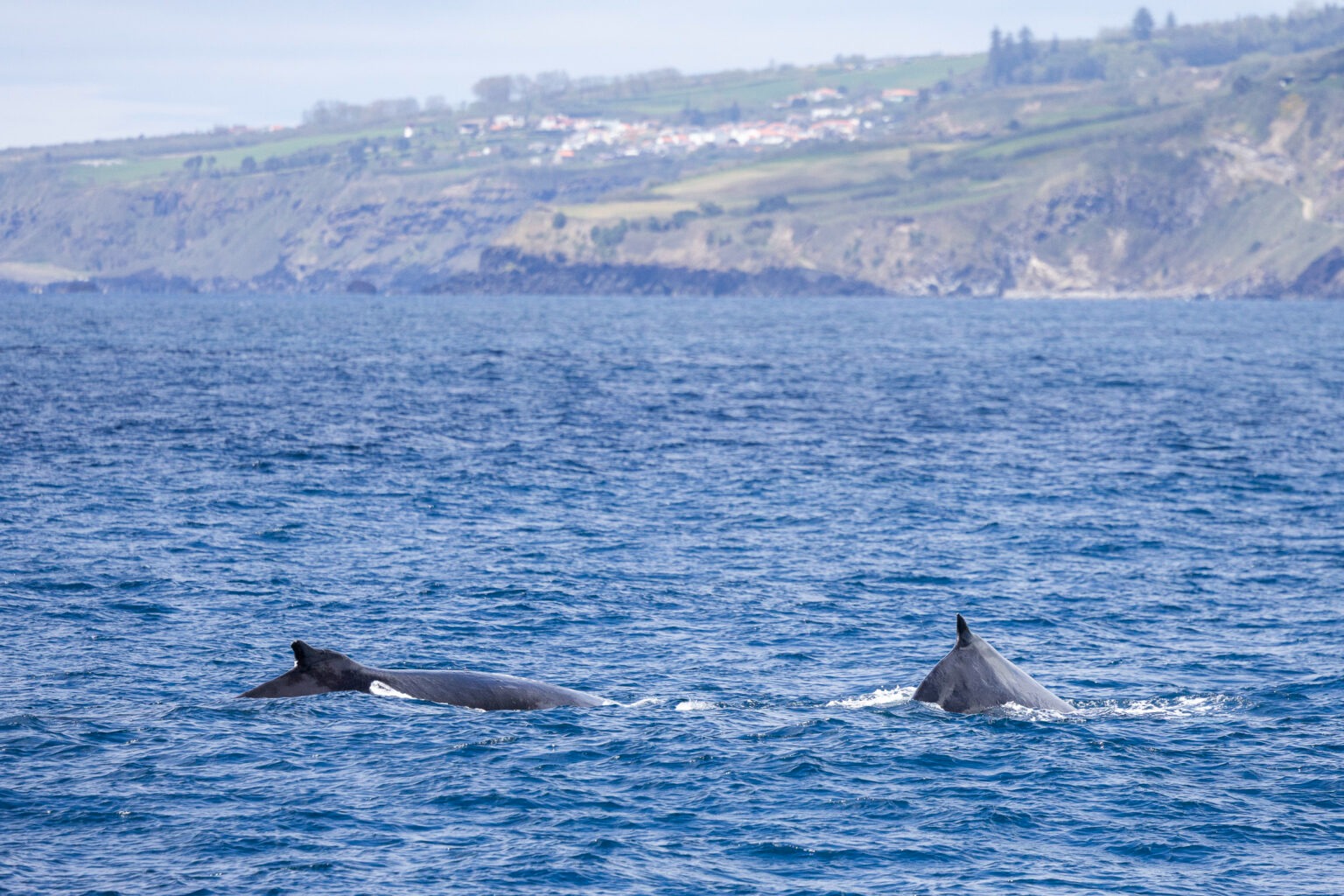 Two whales swimming near a rocky coastline under a cloudy sky.