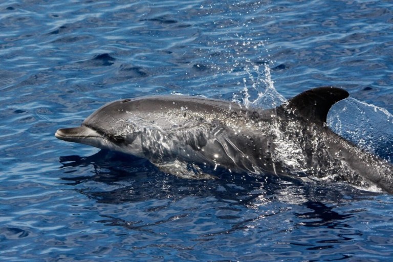 Humpback whale breaching above ocean with splash